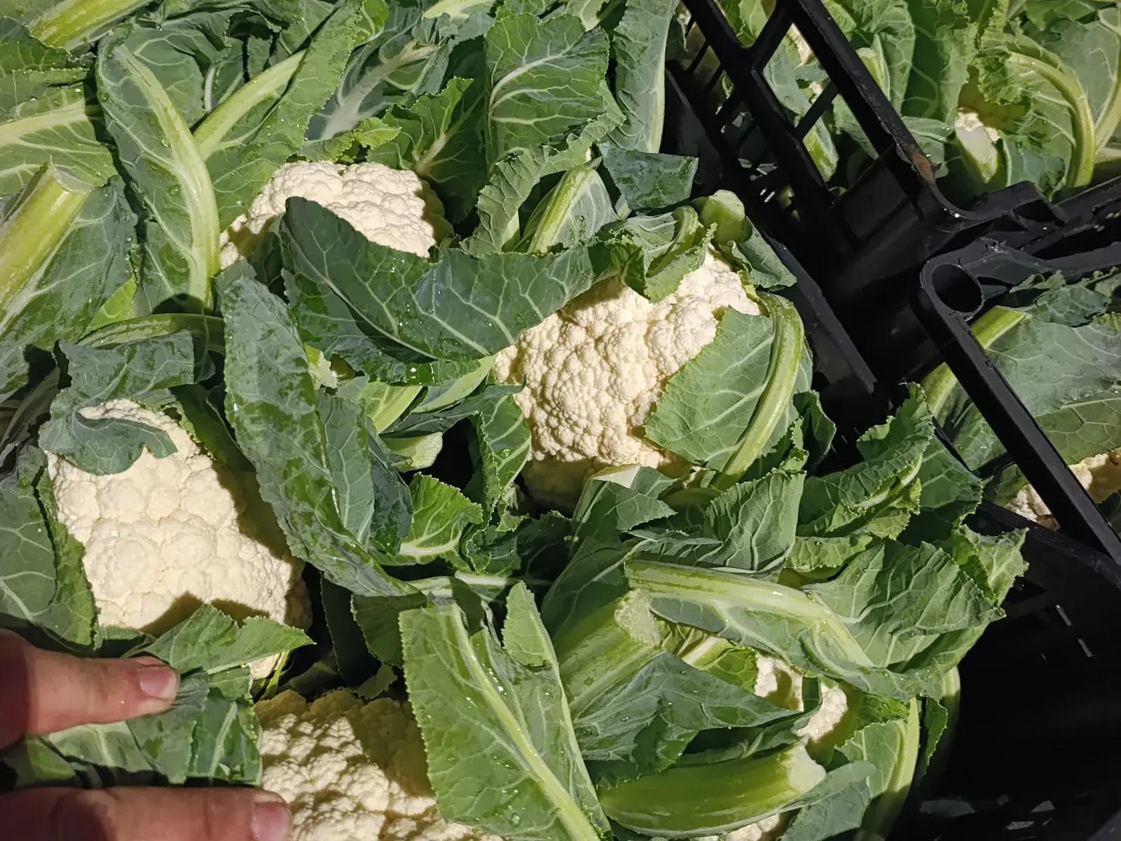 Cavolfiori bianchi con le foglie, nelle casse di raccolta