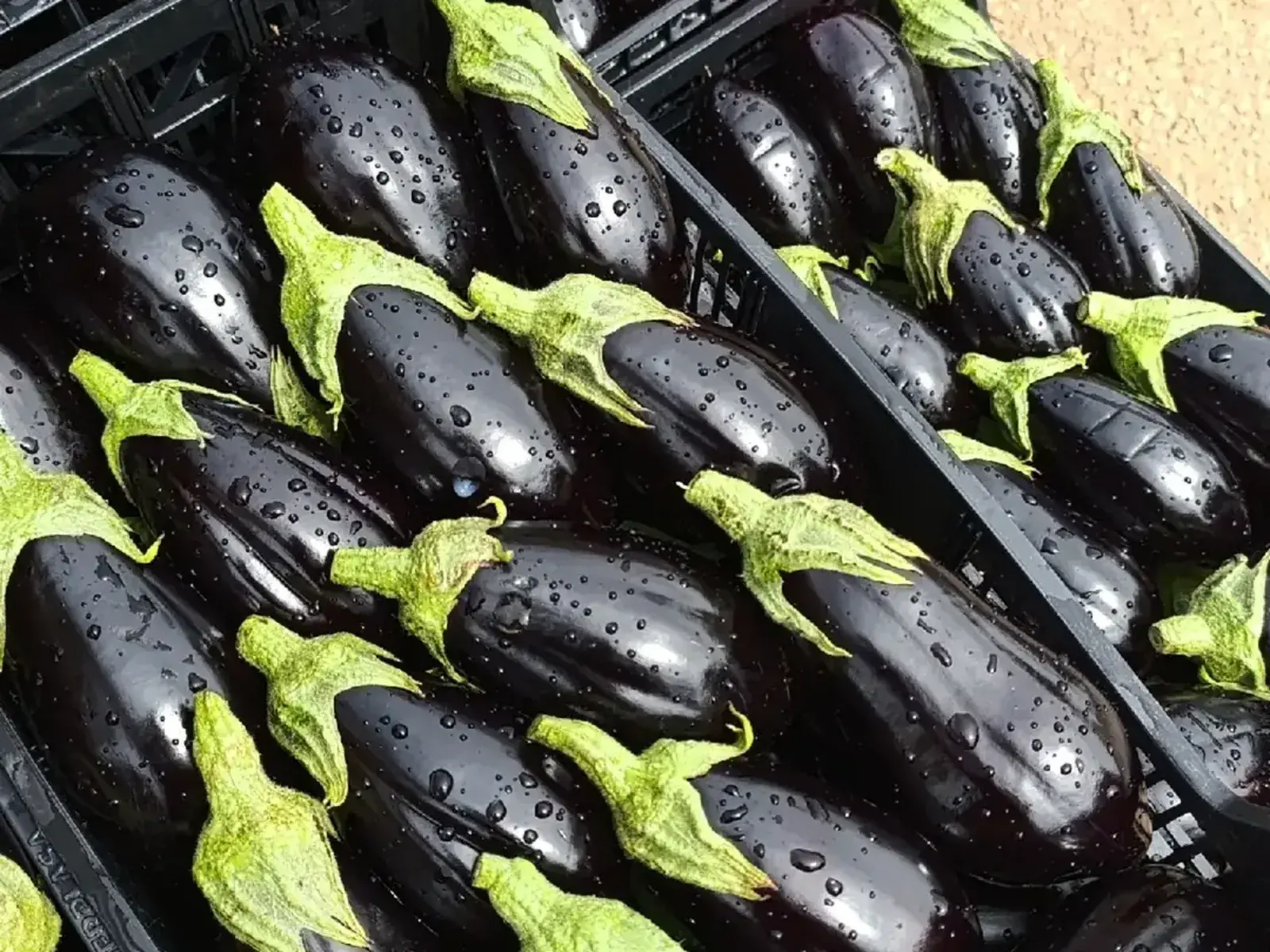 Casse di melanzane viola scuro appena lavate