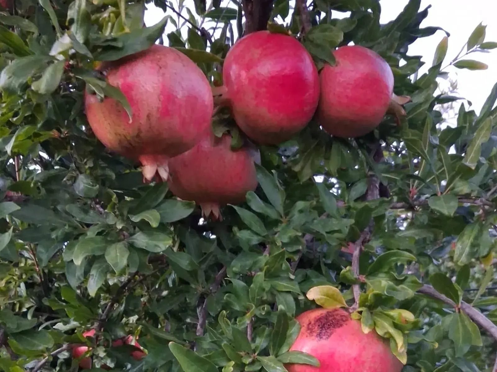Melograni maturi sull'albero