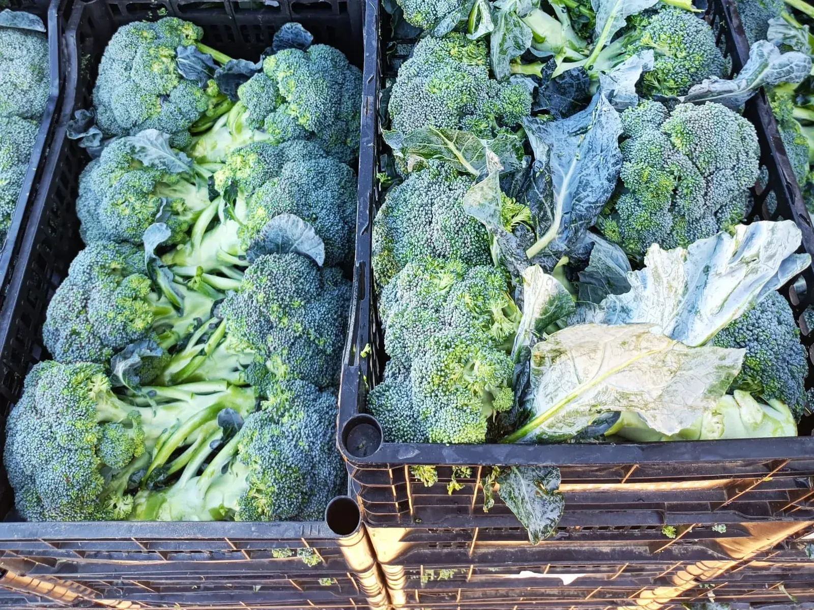 Casse di broccoli appena raccolti, con le foglie