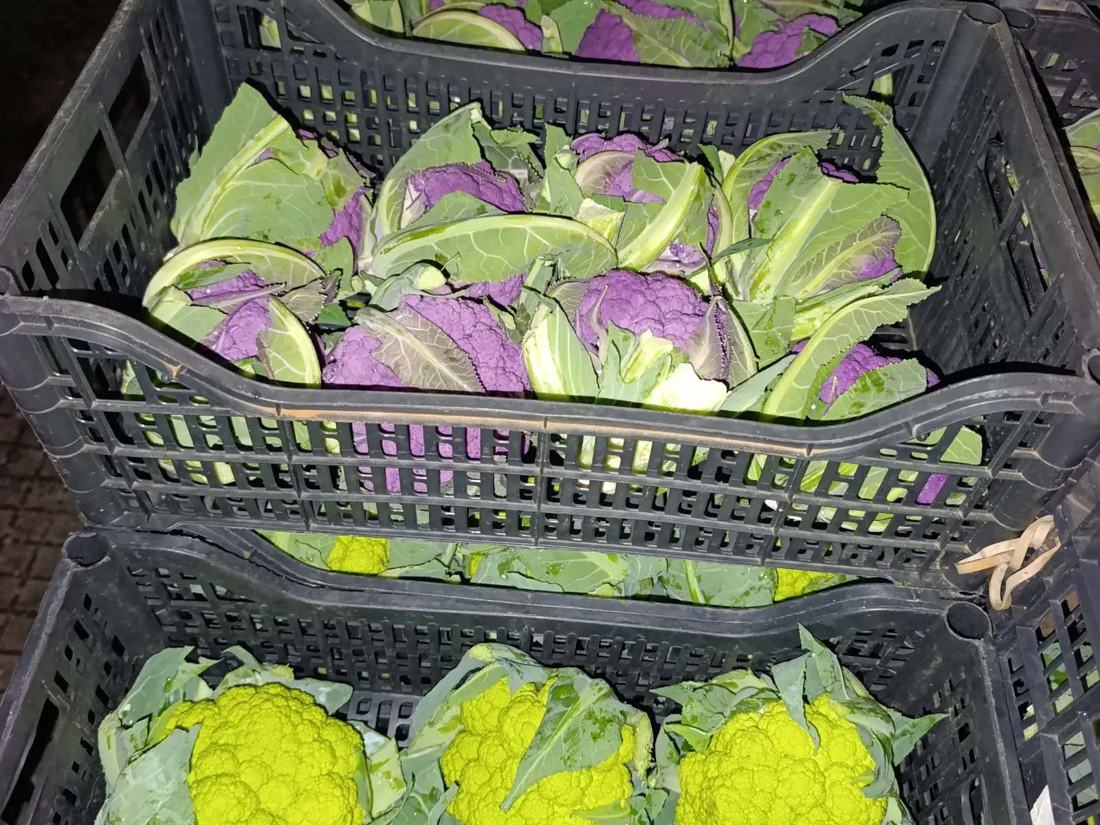 Casse di cavolfiori viola e verdi appena raccolti