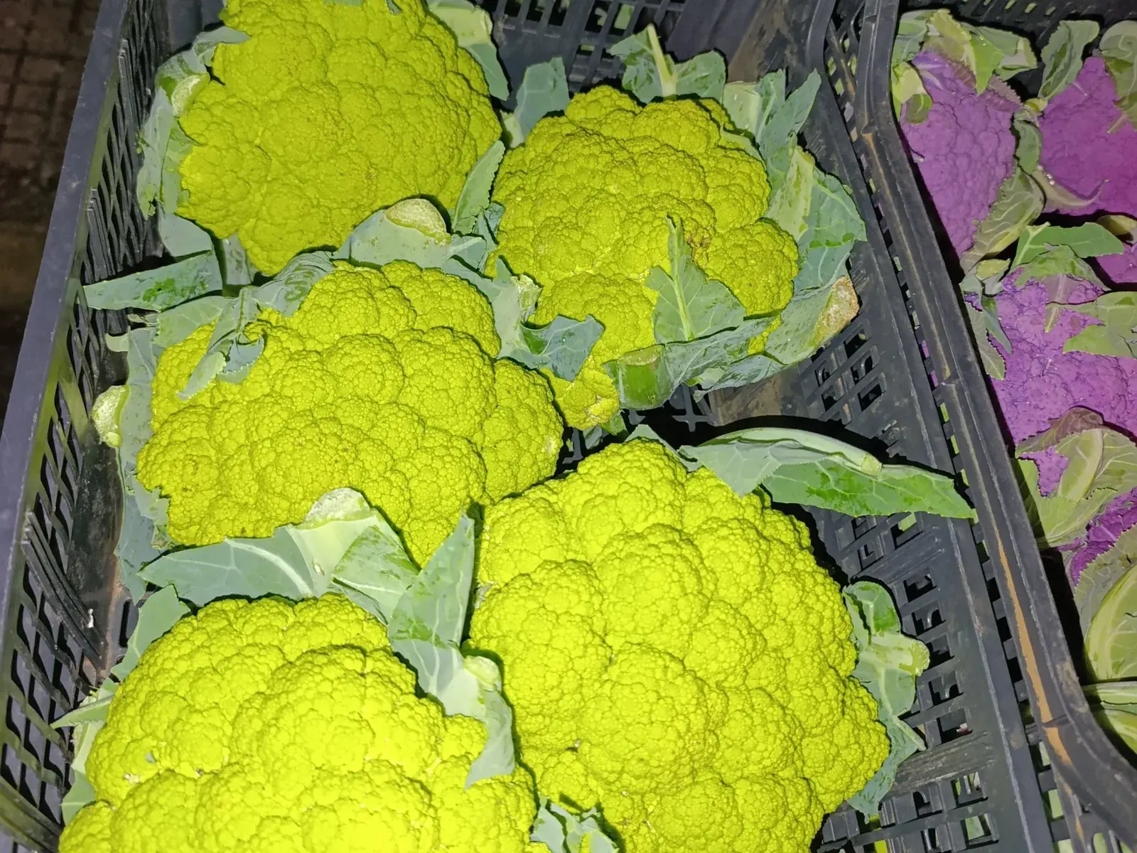 Cavolfiori verdi nelle casse di raccolta