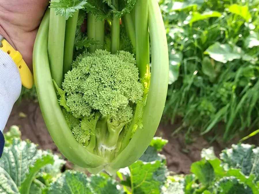 Una cima di rapa appena tagliata, tenuta in mano sopra le piante in campo