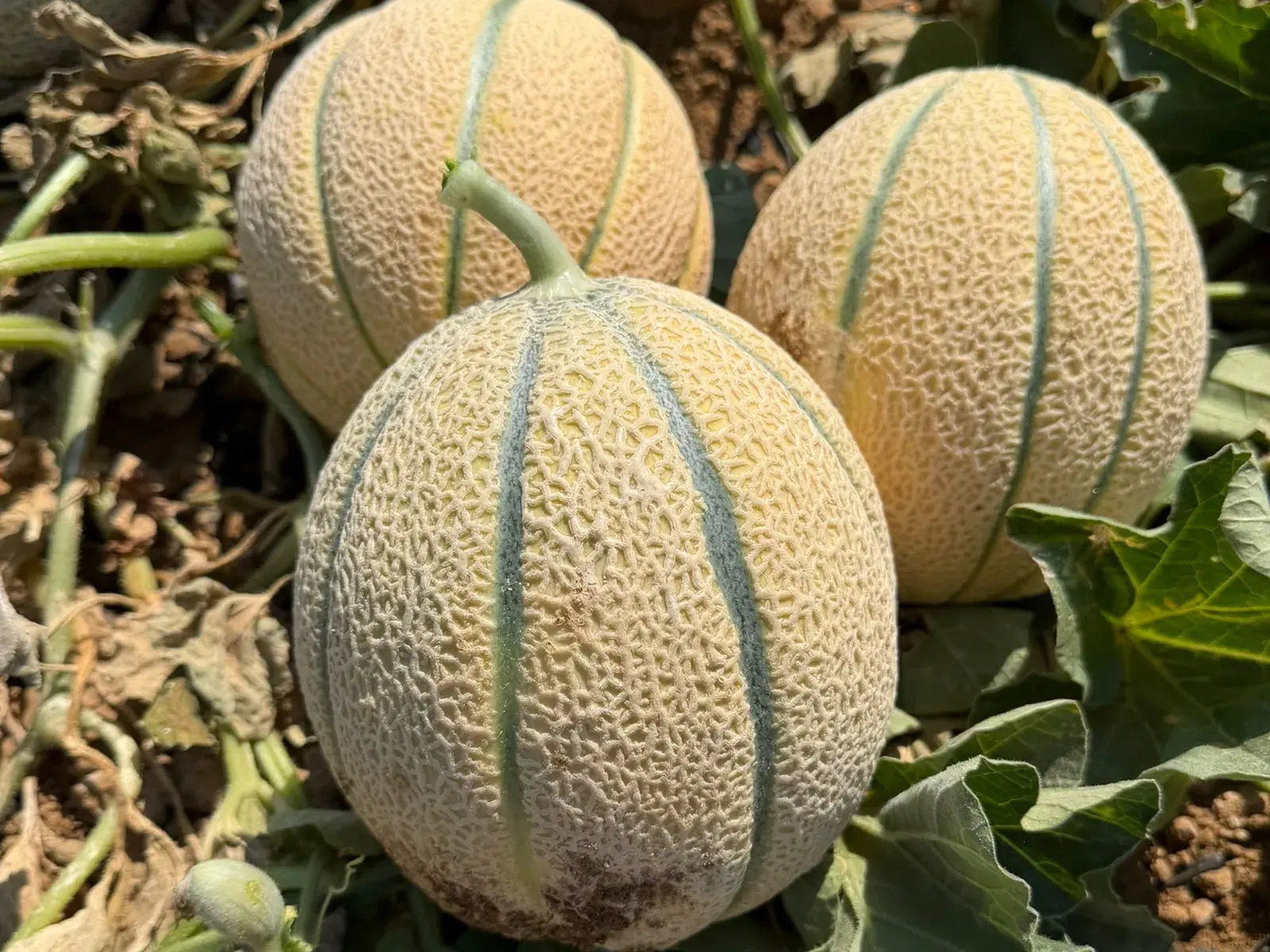 Meloni retati maturi in campo, tra le foglie