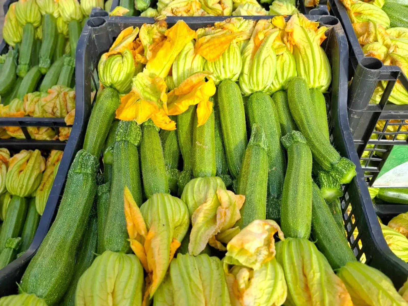 Casse di zucchine con il fiore appena raccolte