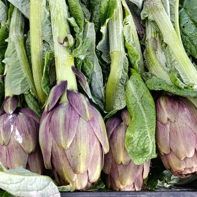 Carciofi violetti appena raccolti in cassa