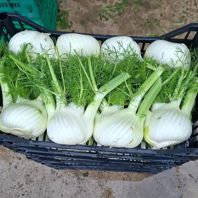 Finocchi appena raccolti in cassa