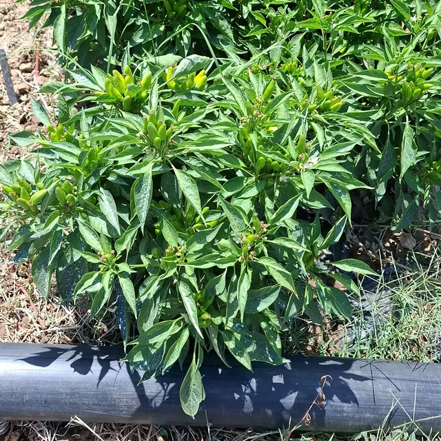 Piante di peperoncino Guardacielo in campo