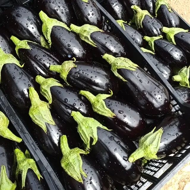 Casse di melanzane appena lavate