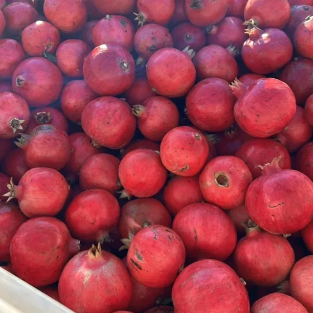 Bins di melograni appena raccolti