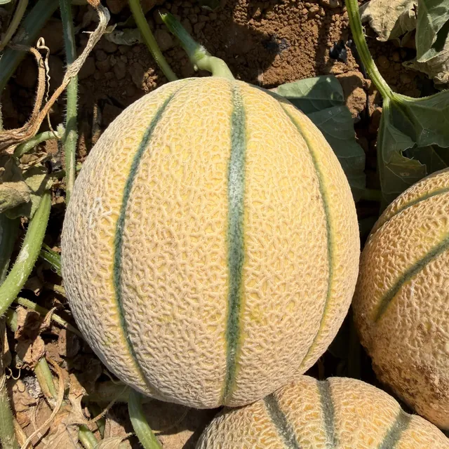 Melone retato sulla pianta
