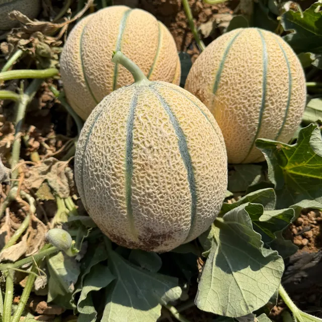 Meloni retati in campo