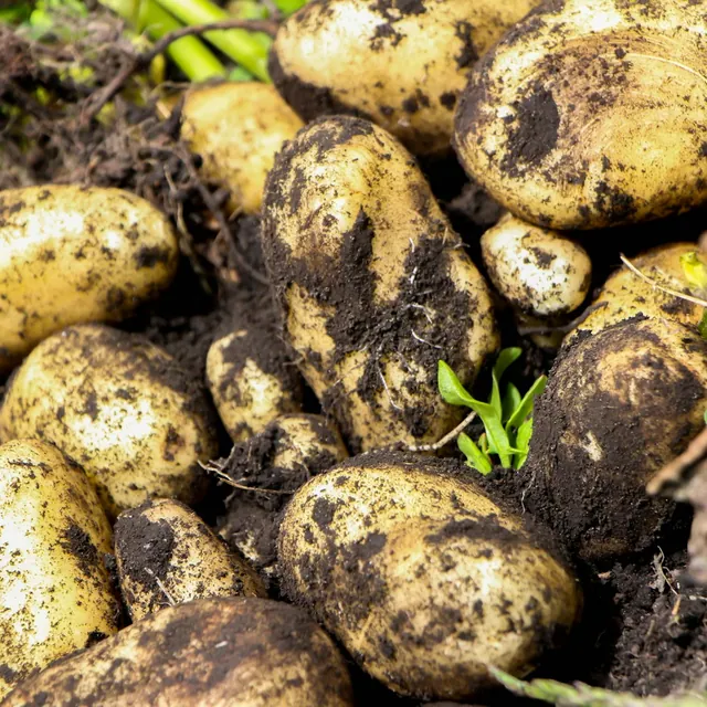Patate novelle in campo