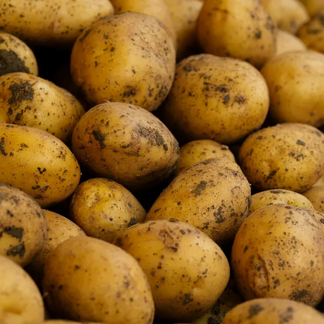Patate novelle appena raccolte