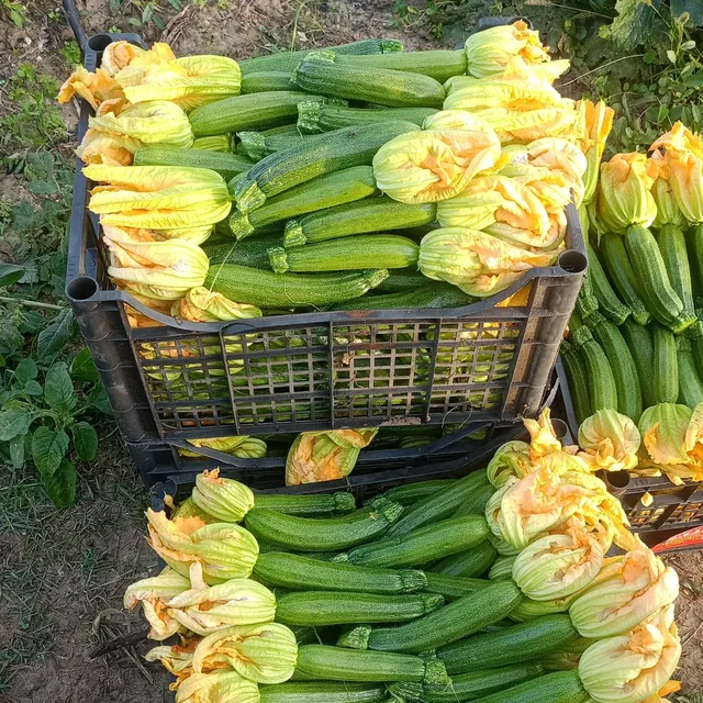 Casse di zucchine con fiore al bordo del campo